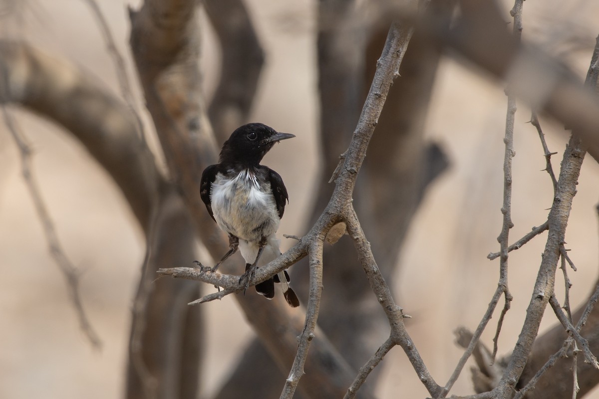 Hume's Wheatear - ML438846701