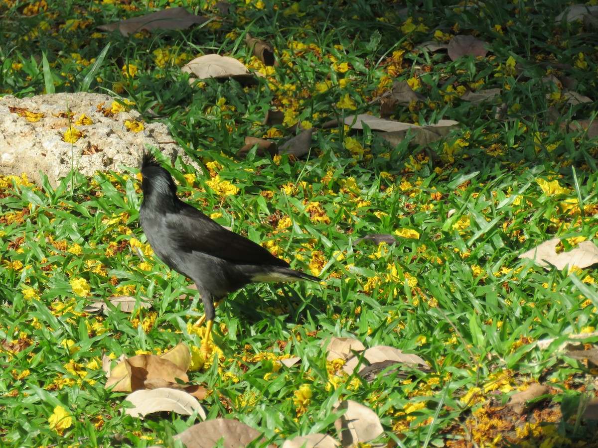 Great Myna - ML438847091