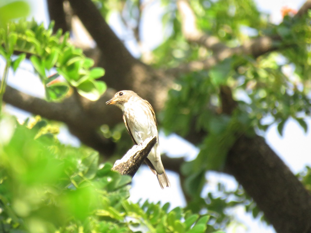 Asian Brown/Brown-streaked Flycatcher - ML438847141