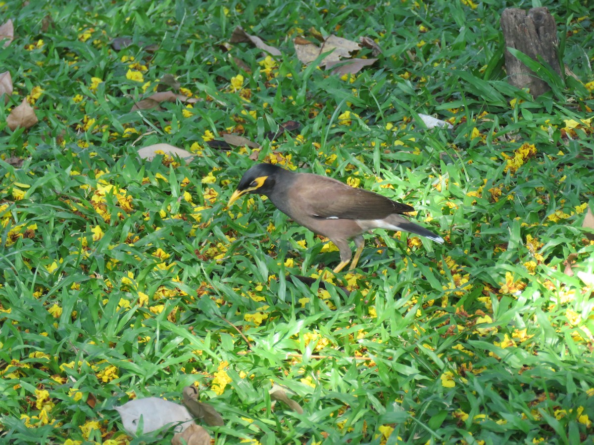 Common Myna - ML438847871