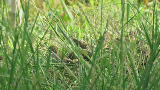 Scaly-breasted Munia - ML438847881