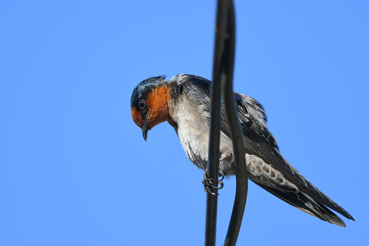 Pacific Swallow - Cheng-Ru Tsai