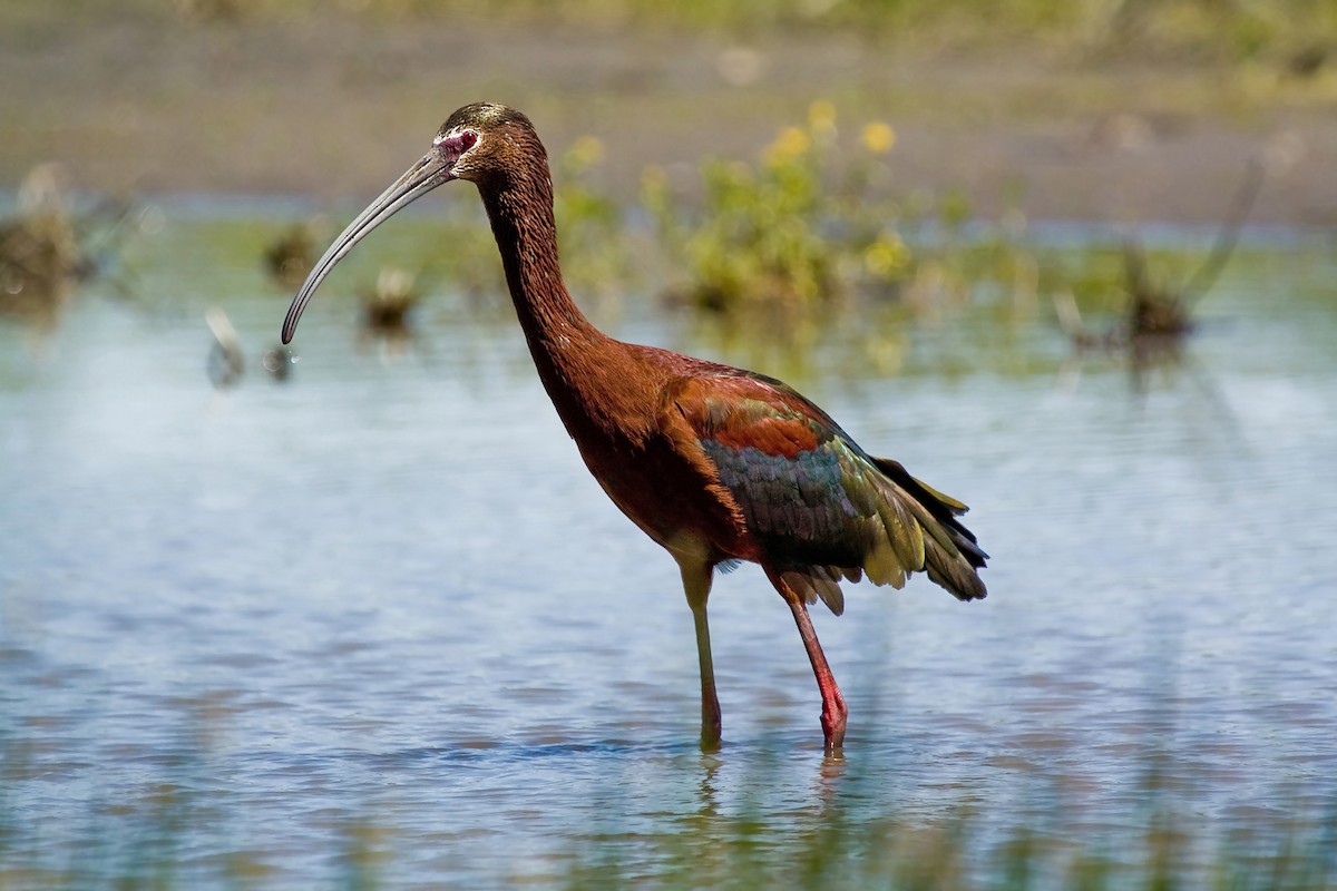 White-faced Ibis - ML438848281