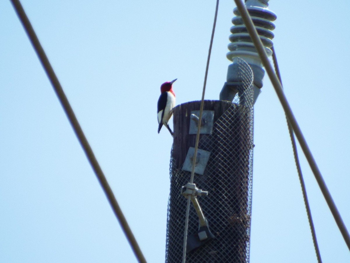Red-headed Woodpecker - ML438848301