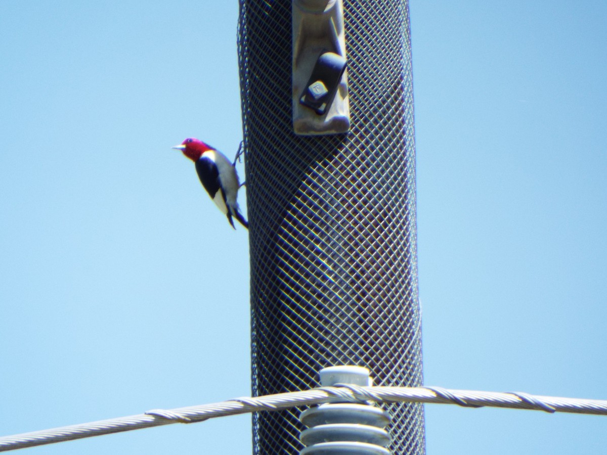 Red-headed Woodpecker - ML438848321