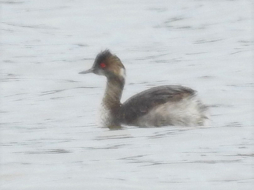 Eared Grebe - ML438848601