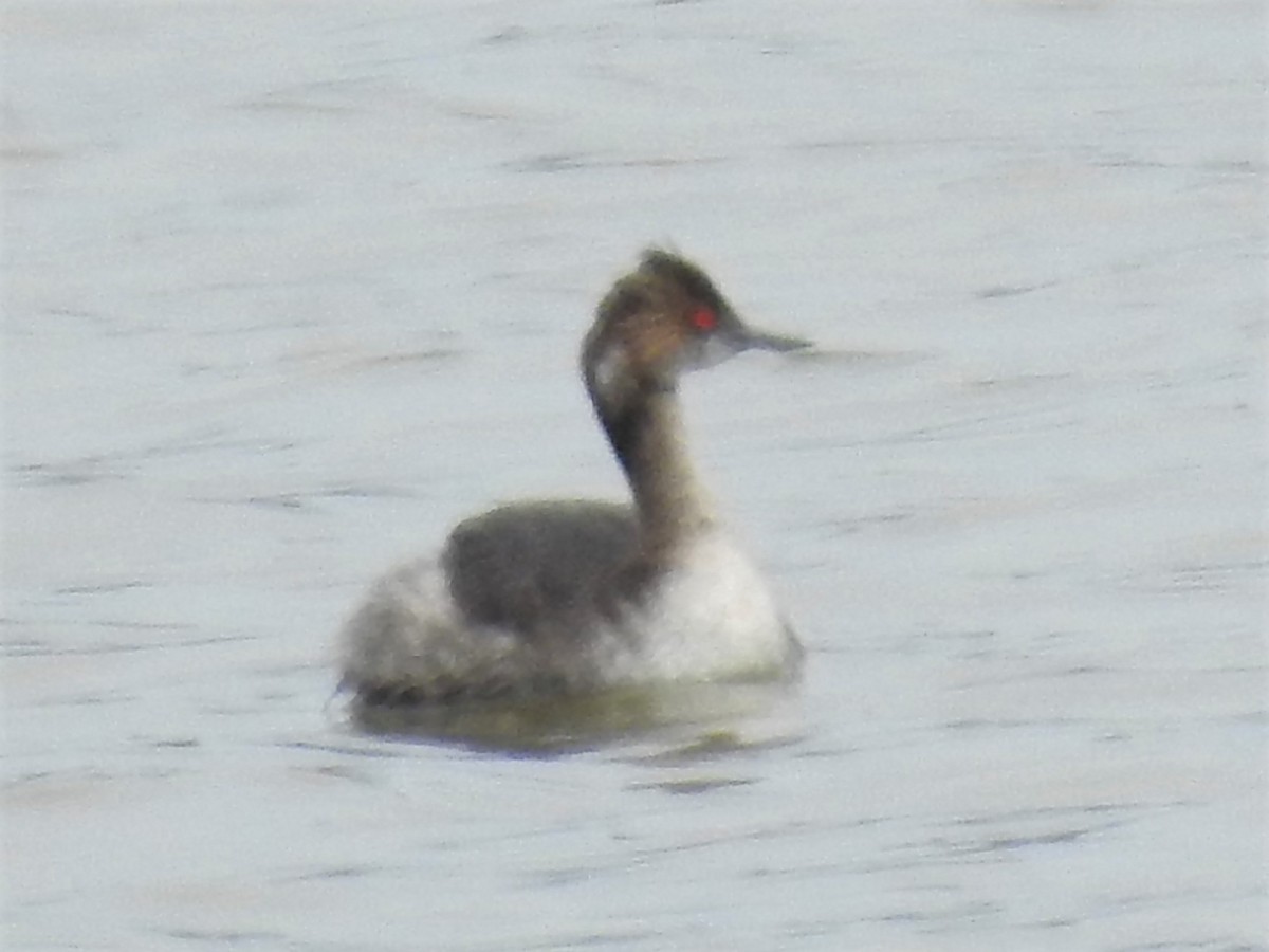 Eared Grebe - ML438848611