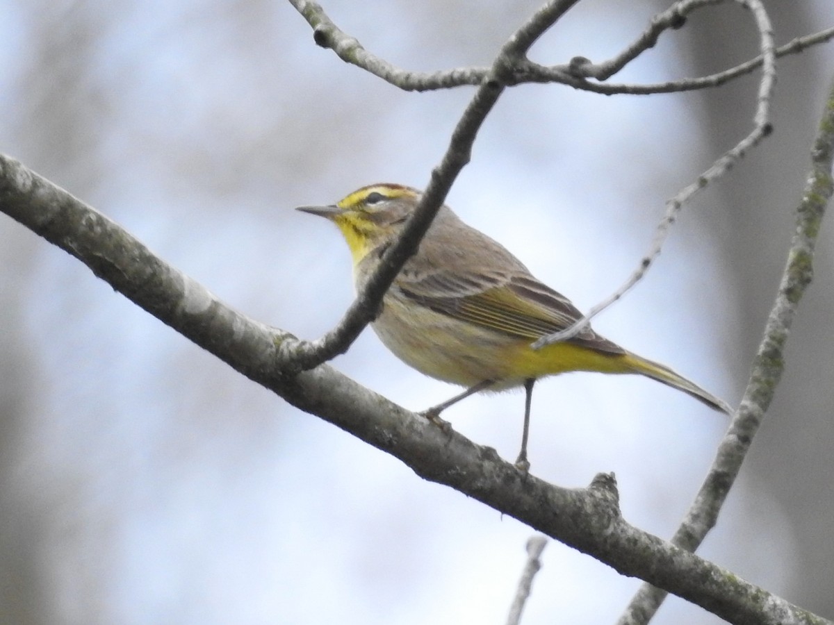 Palm Warbler - ML438848641