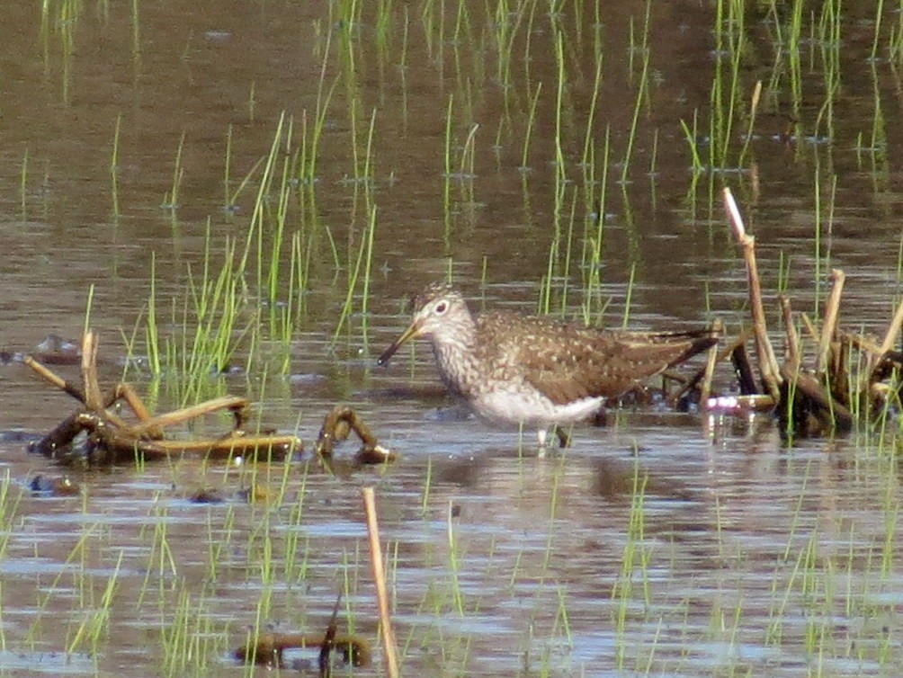 Solitary Sandpiper - Scott Schwenk