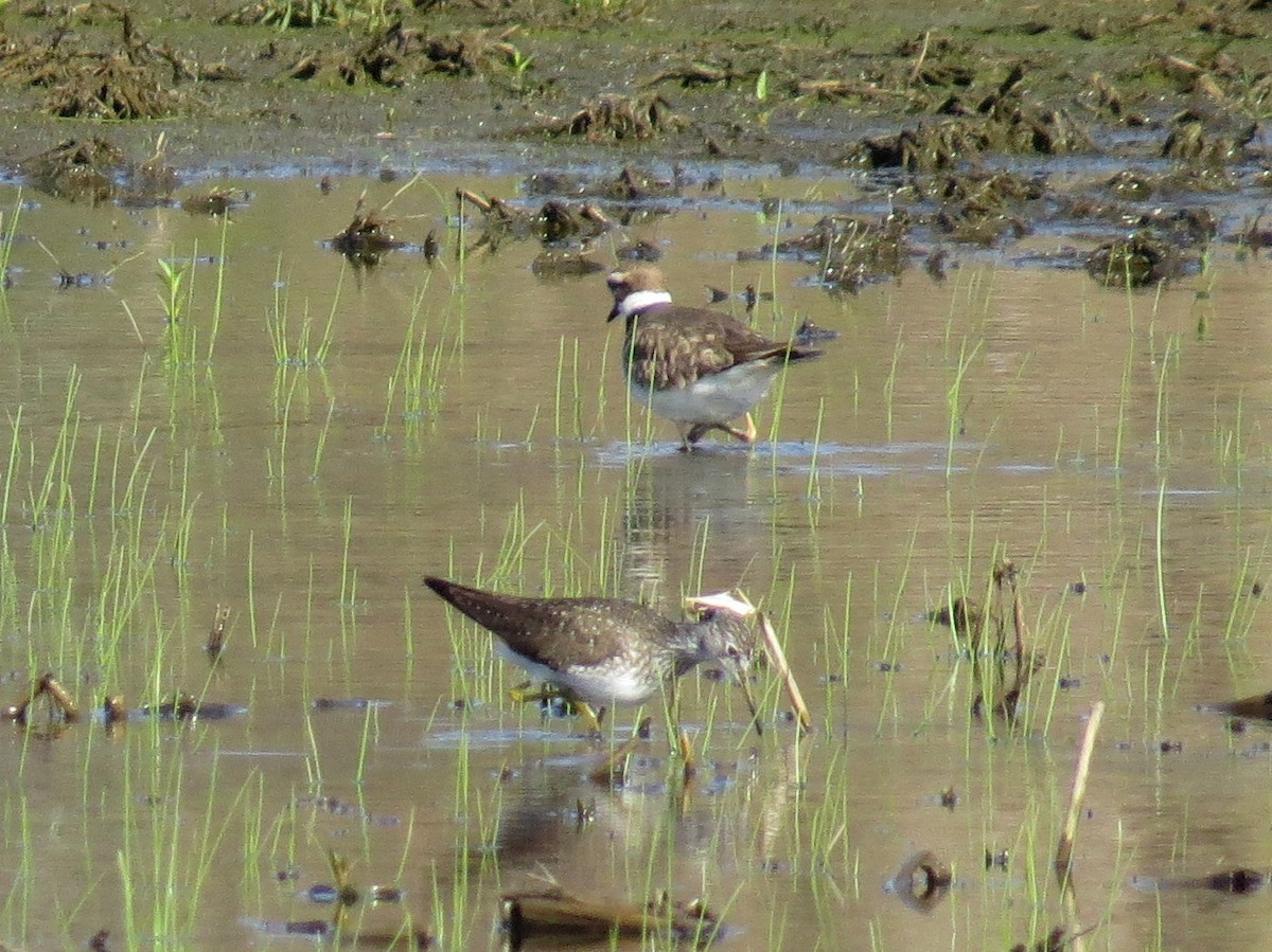 Solitary Sandpiper - ML438848901