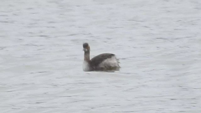 Eared Grebe - ML438848981