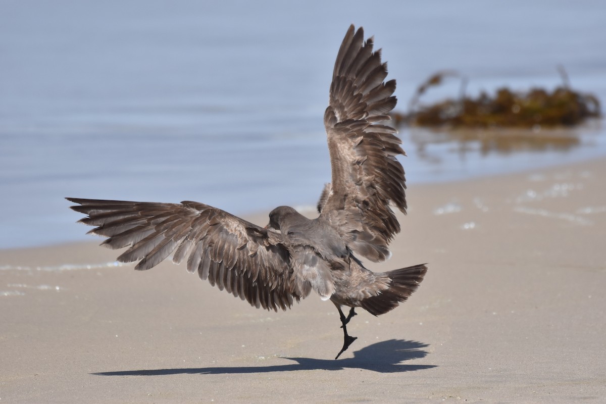 Heermann's Gull - ML438851981