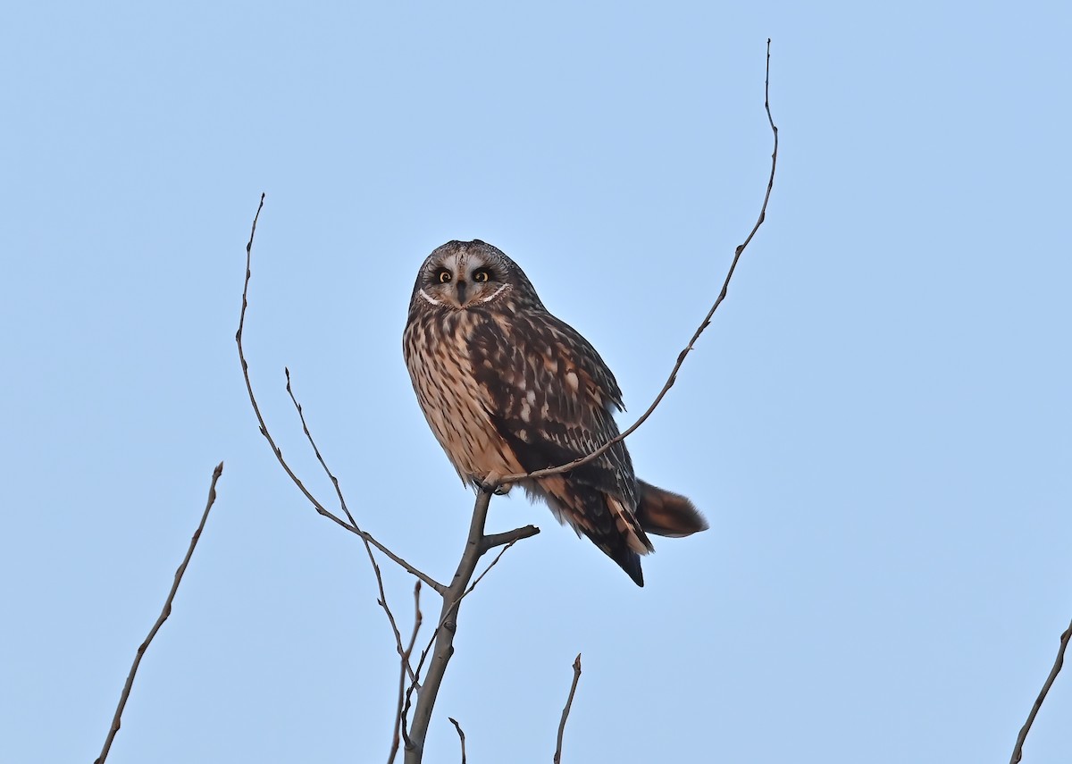 Short-eared Owl - ML438852531