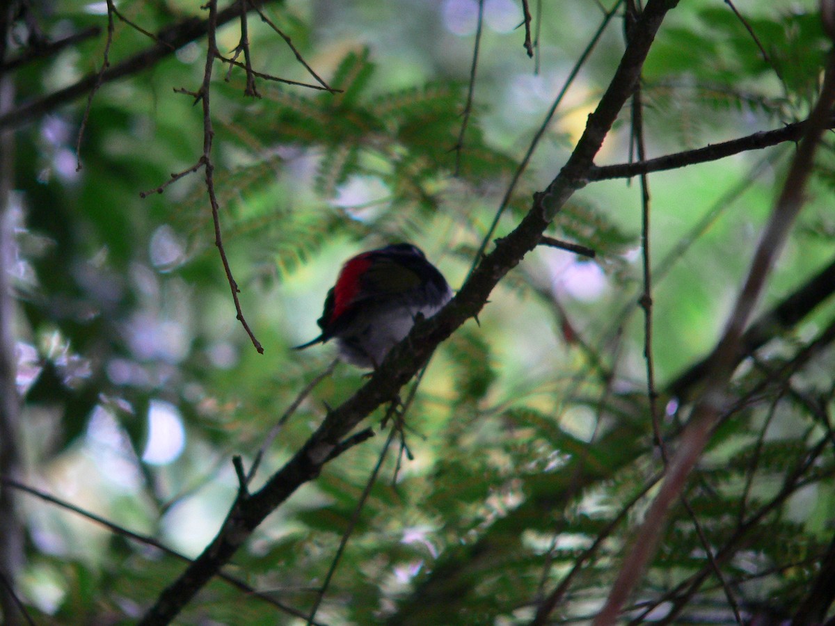 Pin-tailed Manakin - ML438853181