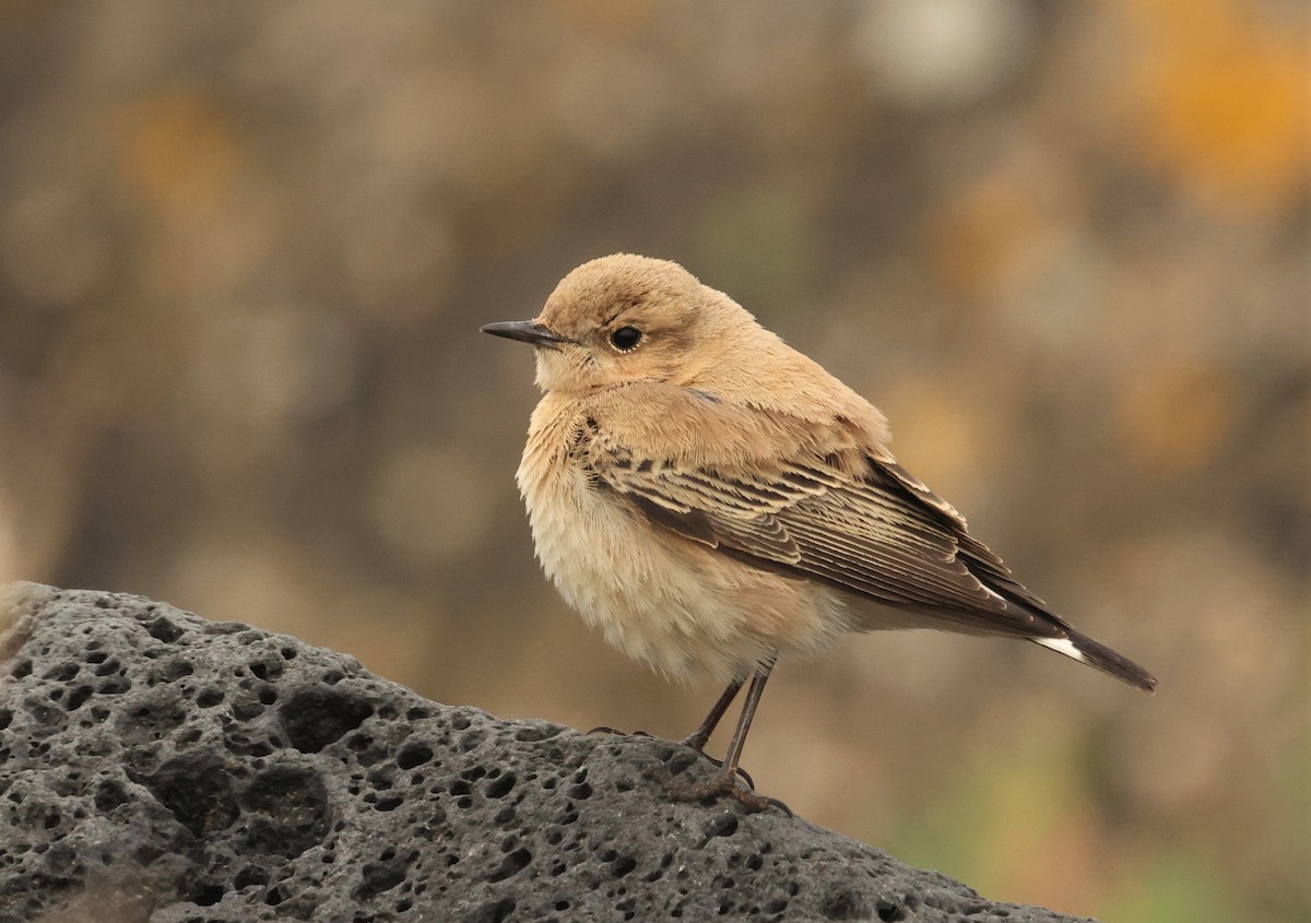 Western/Eastern Black-eared Wheatear - ML438854271