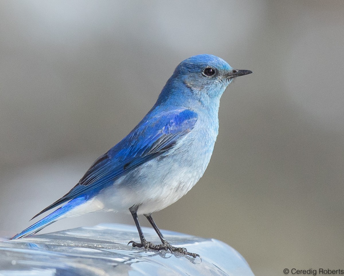 Mountain Bluebird - ML438857891