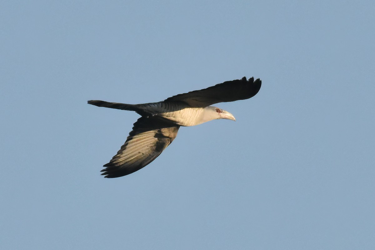 Channel-billed Cuckoo - ML438858311