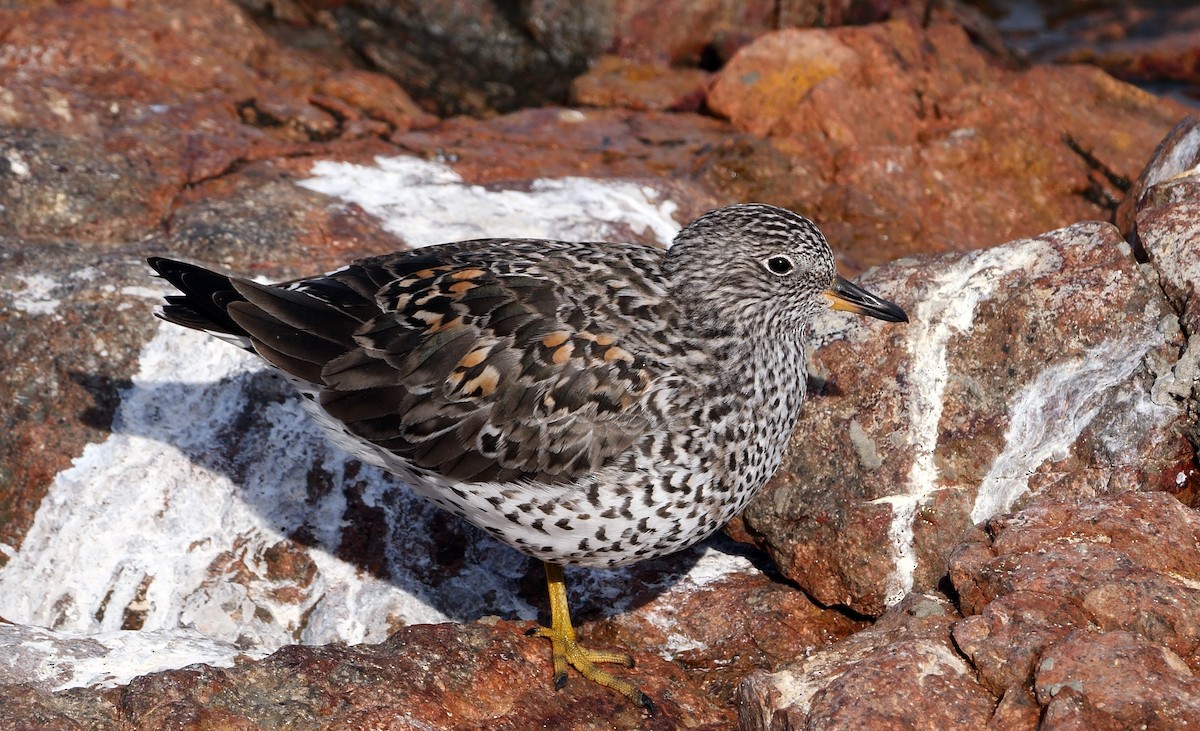 Surfbird - ML438859061