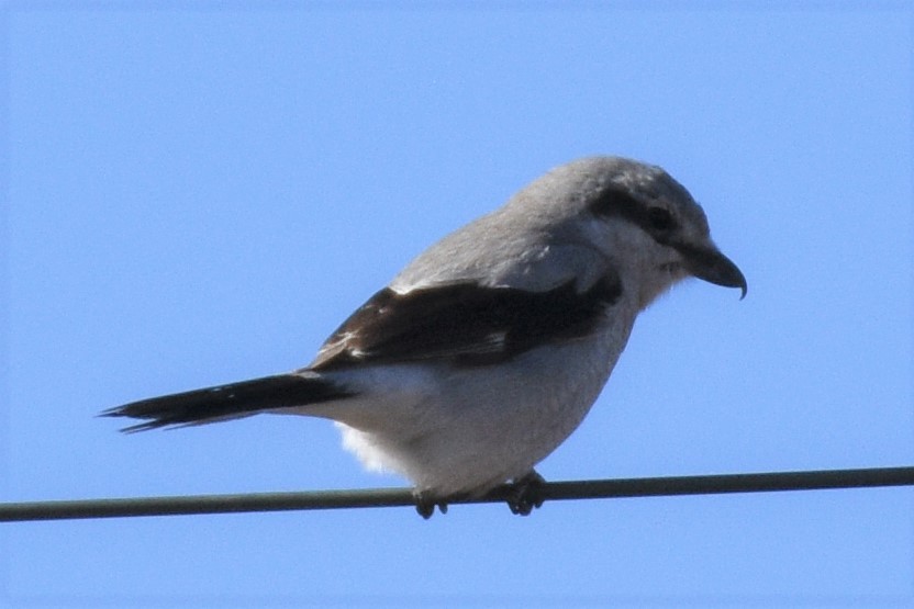 Northern Shrike - ML438859891