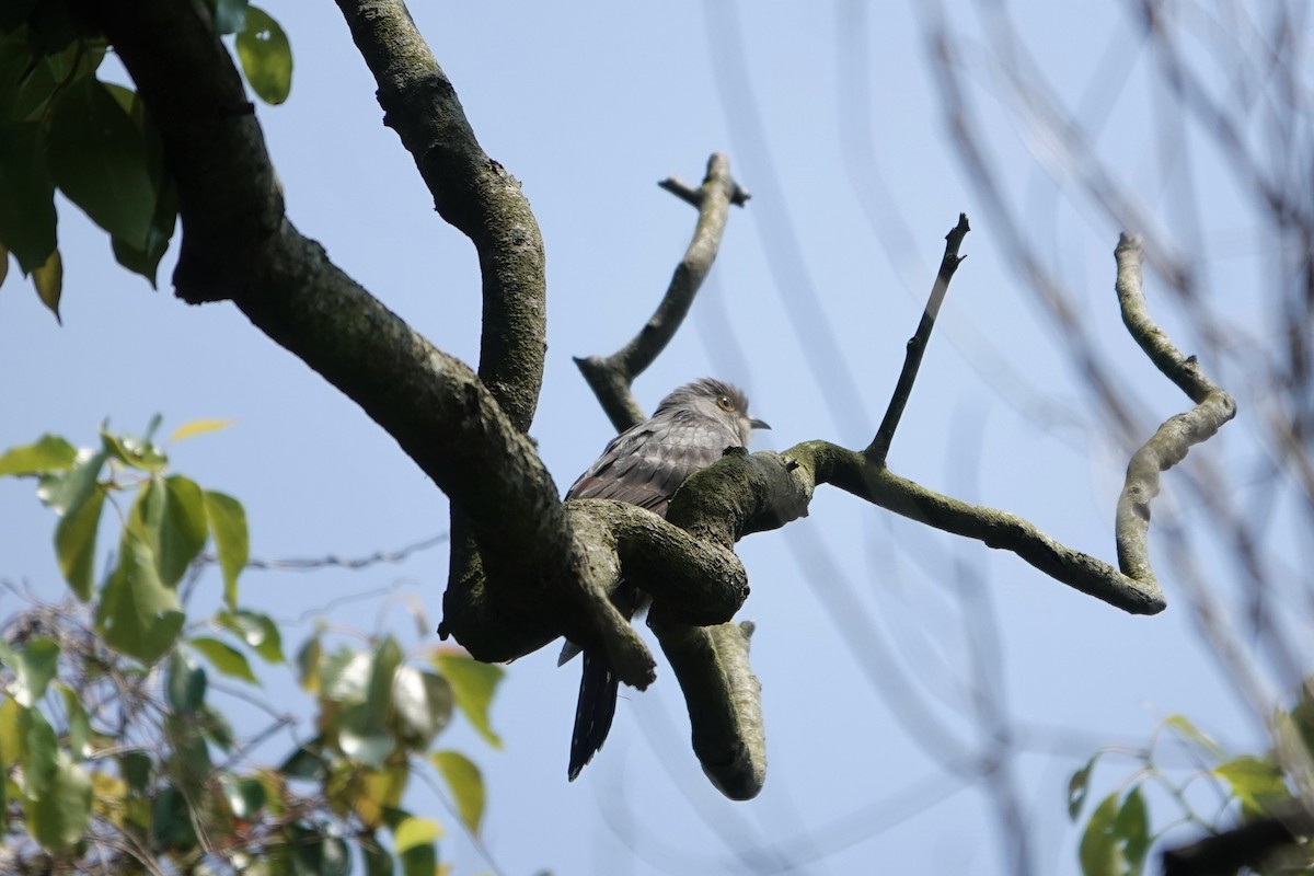 Oriental Cuckoo - ML438860141