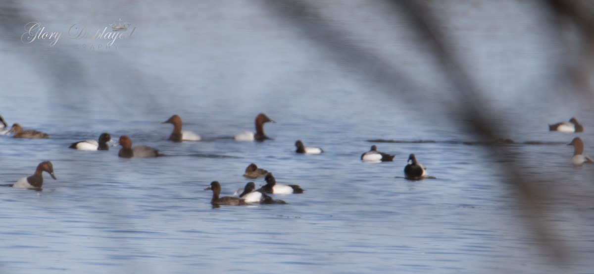 Lesser Scaup - ML438860491