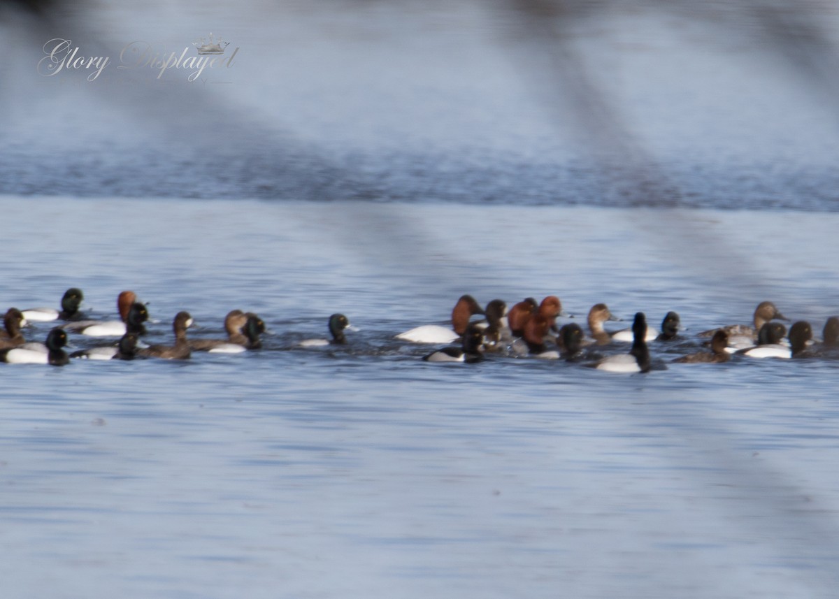 Lesser Scaup - ML438860501