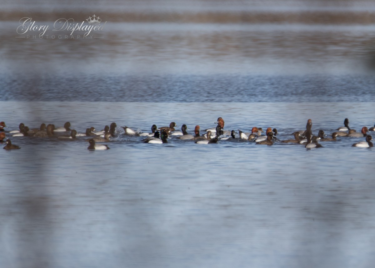 Lesser Scaup - Rachel Justice