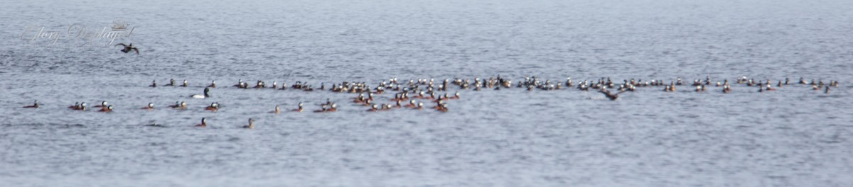 Ruddy Duck - ML438860621