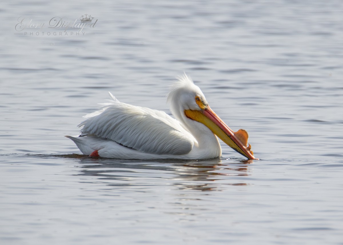 American White Pelican - ML438860771