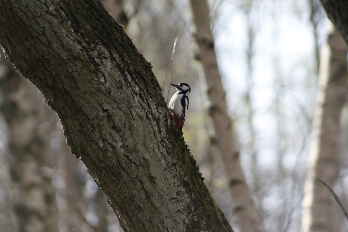 Great Spotted Woodpecker (Great Spotted) - Mohammed Fatoosh
