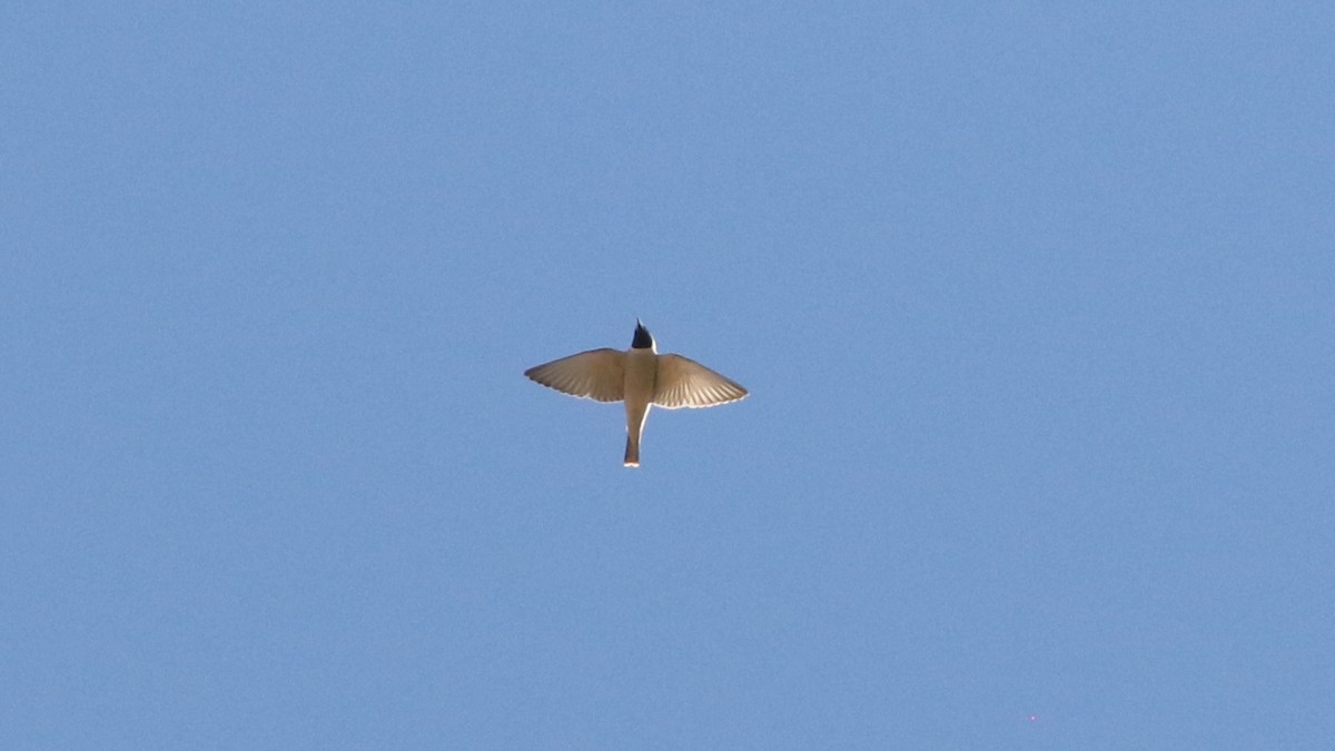 Masked Woodswallow - ML438863621