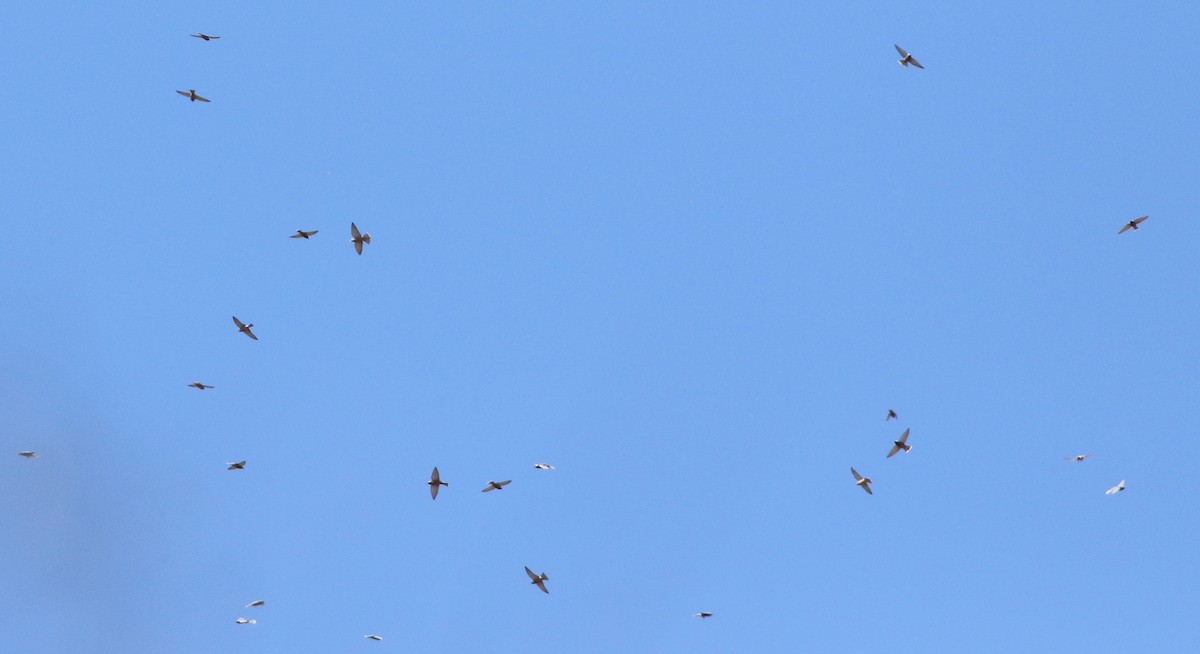 White-browed Woodswallow - ML438863831