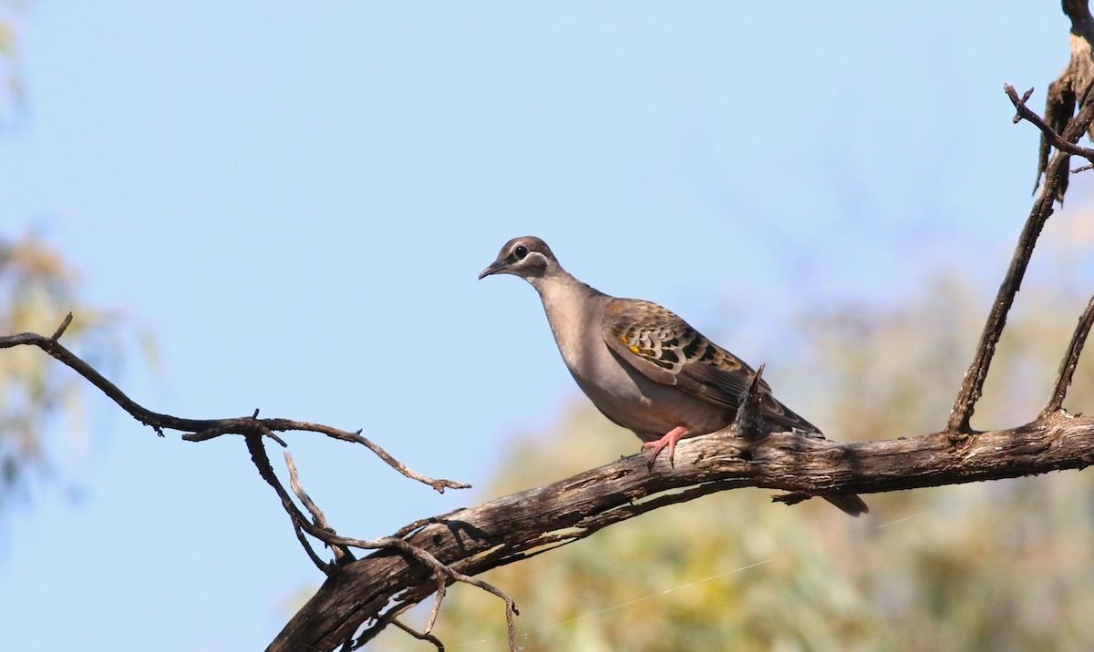 Common Bronzewing - ML438864681