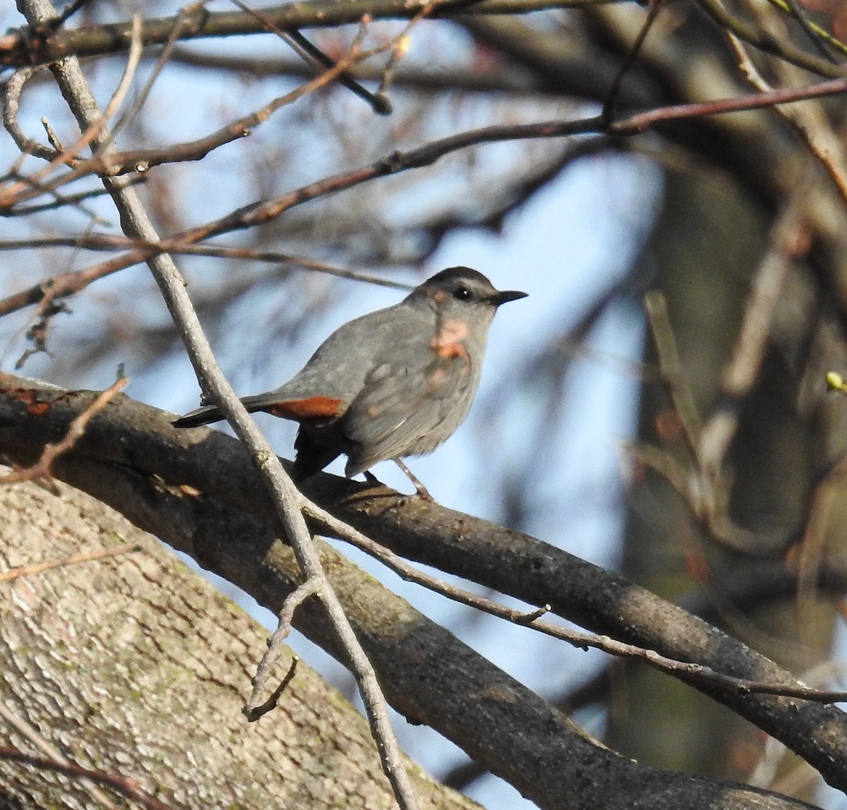 Gray Catbird - ML438864871