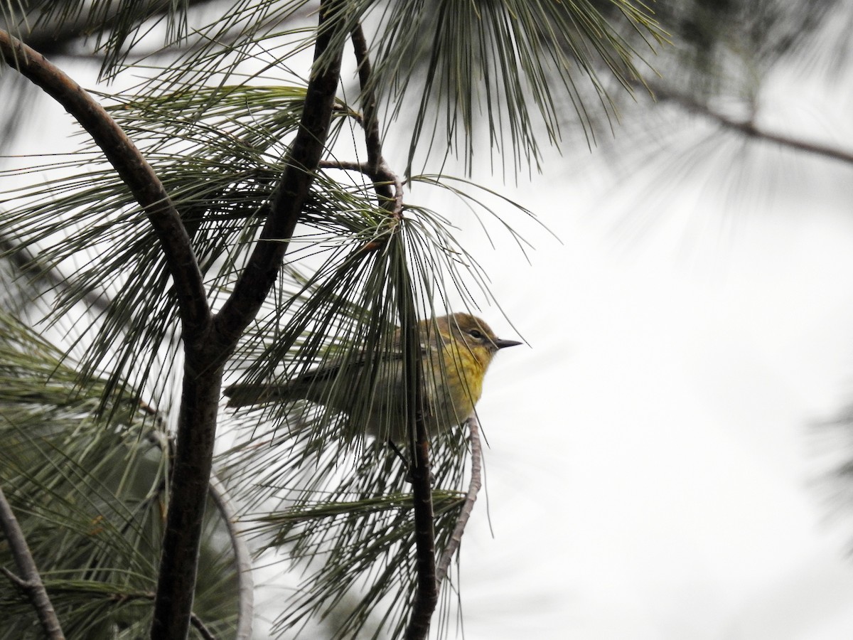 Pine Warbler - ML438865001