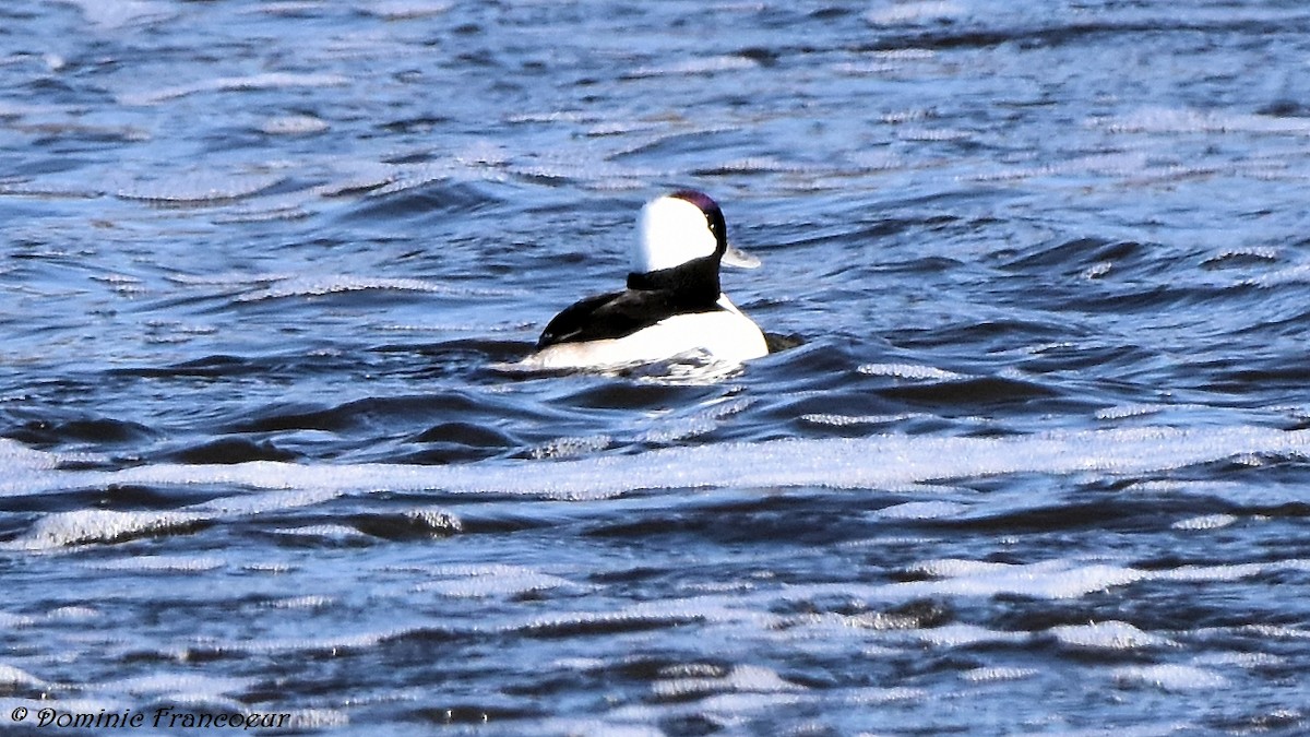 Bufflehead - Dominic Francoeur