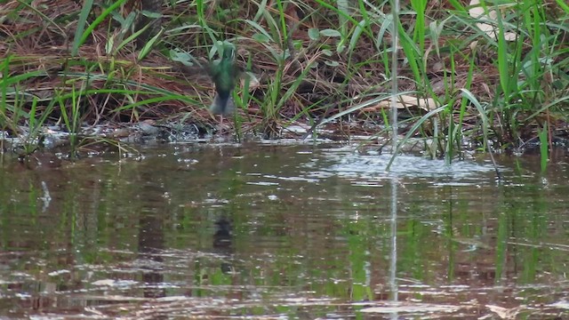 Green-breasted Mountain-gem - ML438865481