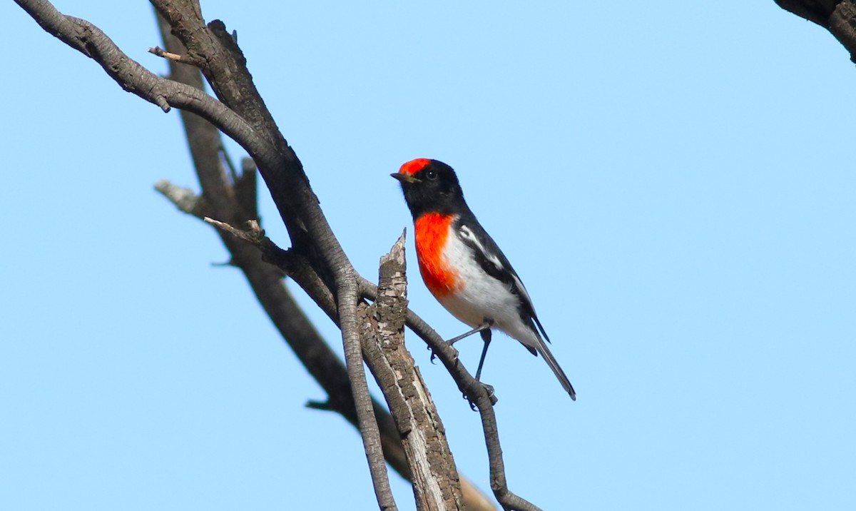 Red-capped Robin - ML438865671