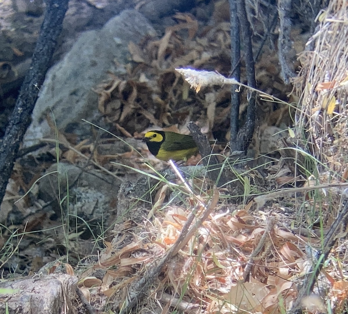 Hooded Warbler - ML438865971