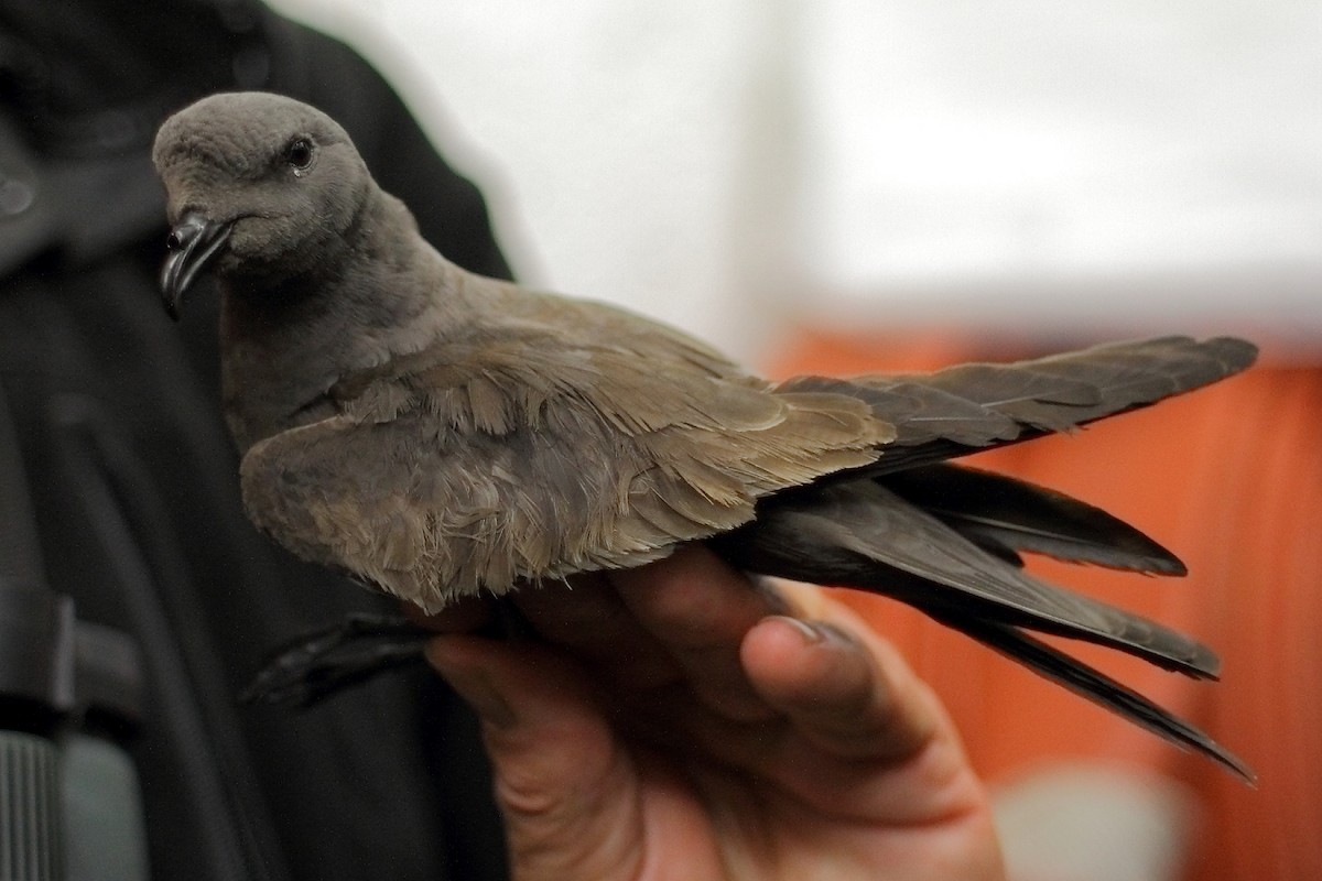 Swinhoe's Storm-Petrel - Chris Batty