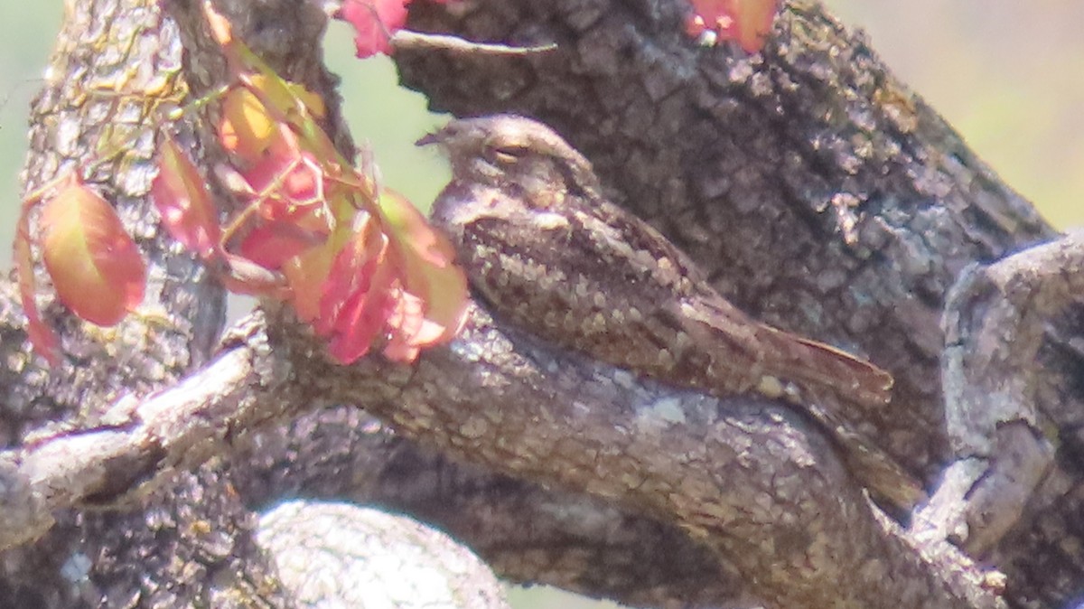 Jungle Nightjar - ML438866351