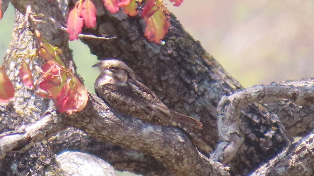 Jungle Nightjar - ML438866391