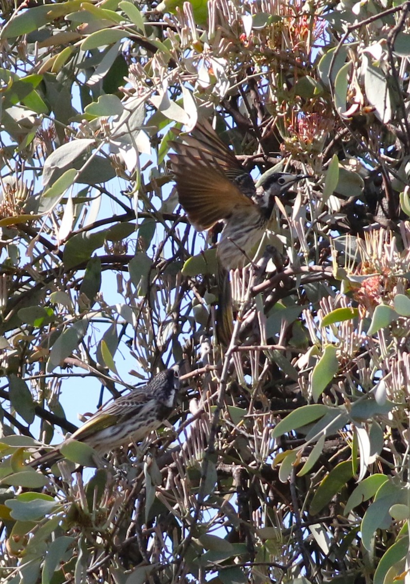 White-fronted Honeyeater - ML438866941