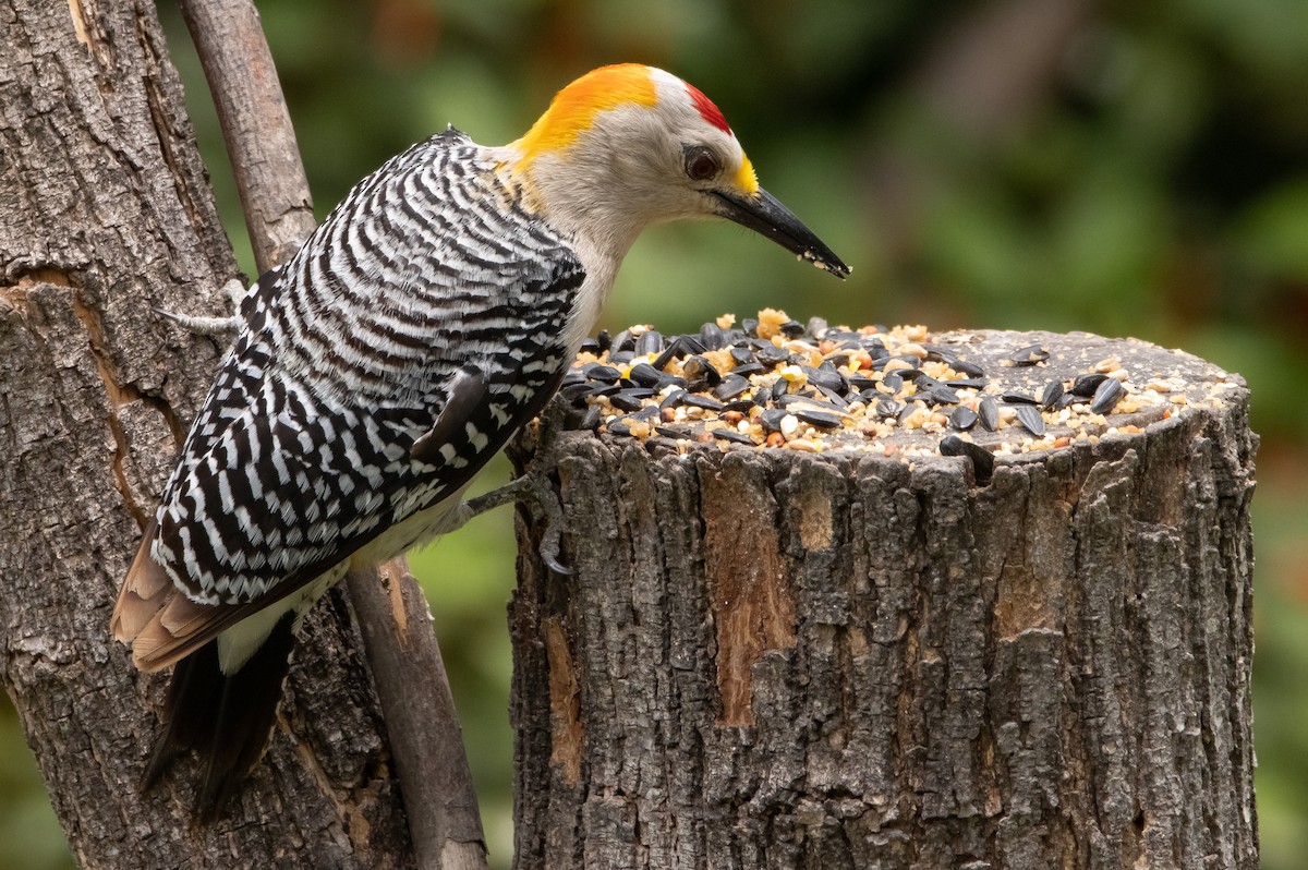 Golden-fronted Woodpecker - ML438872841