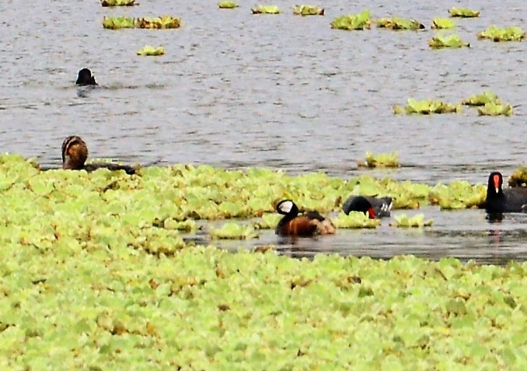 White-tufted Grebe - ML43887301