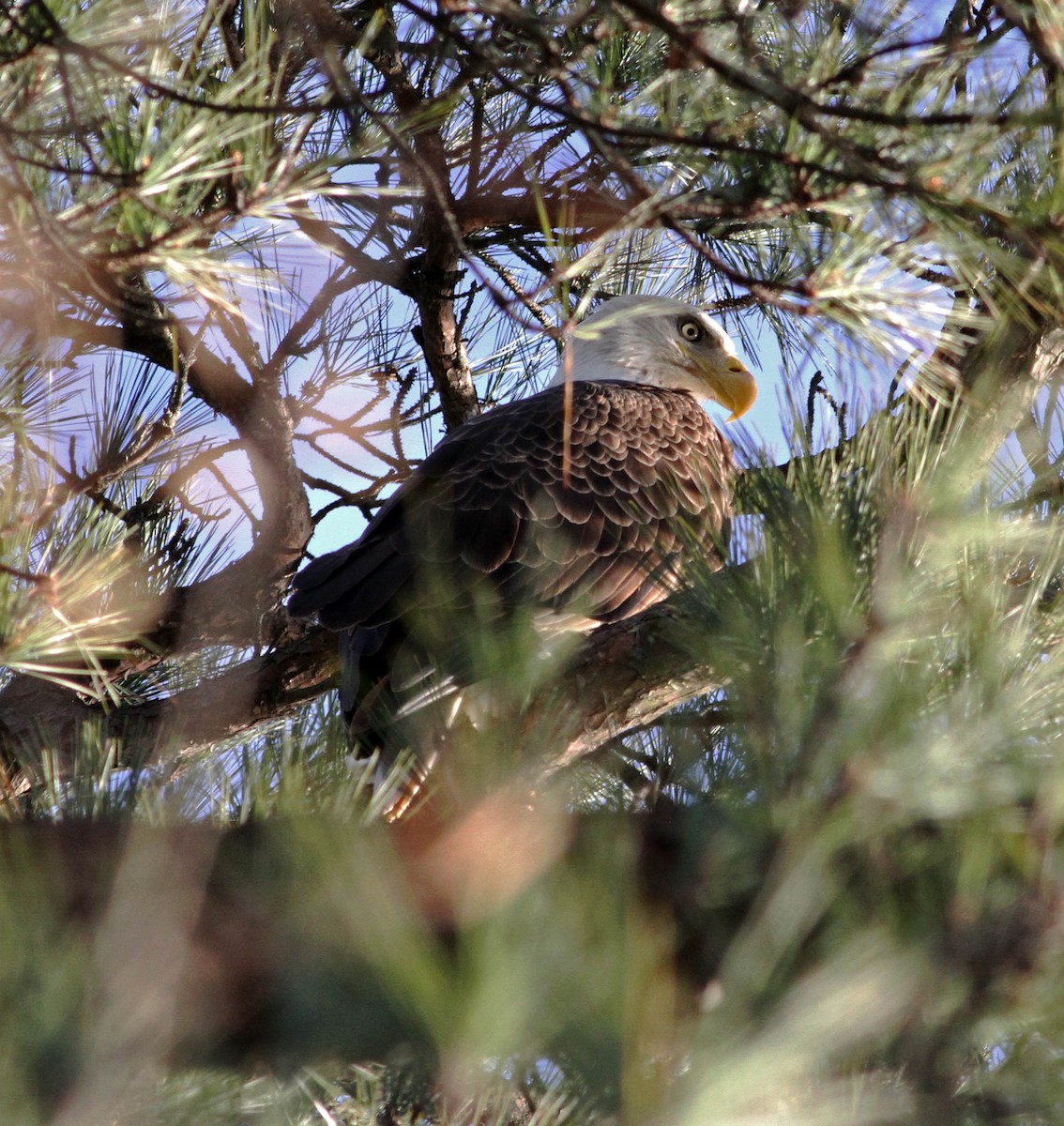 Bald Eagle - ML43887321