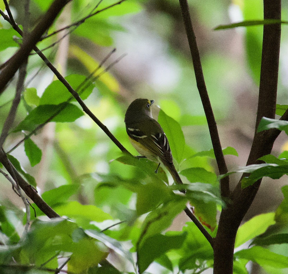 White-eyed Vireo - Danny Wyatt