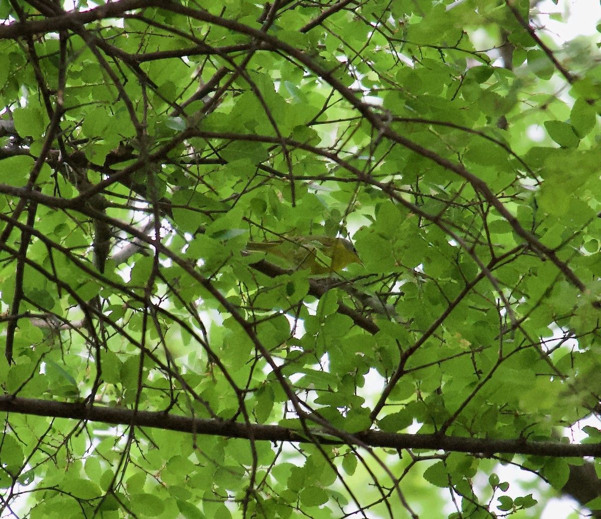 Nashville Warbler - Danny Wyatt