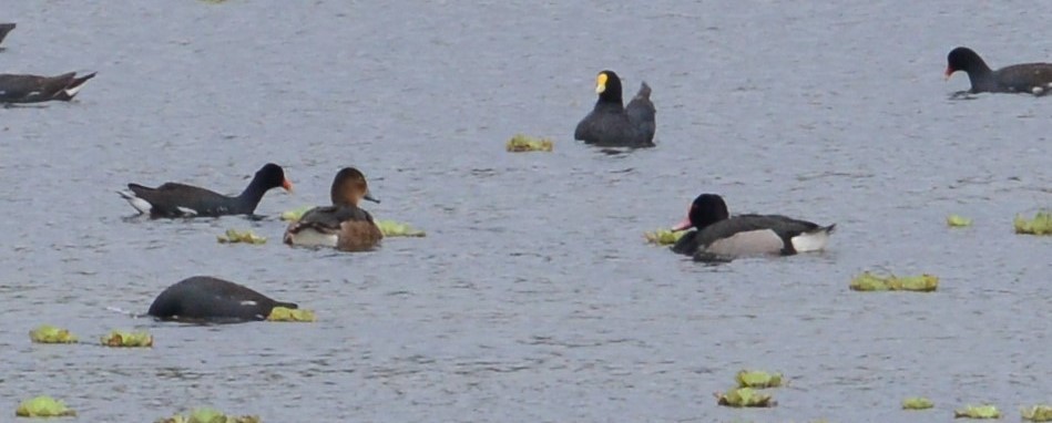 Rosy-billed Pochard - ML43887421