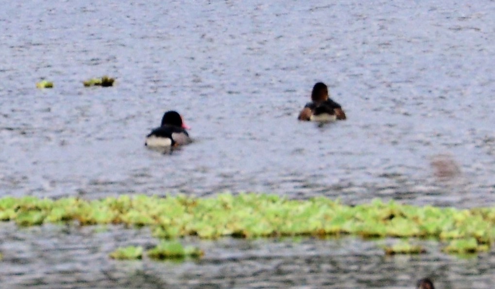 Rosy-billed Pochard - ML43887431